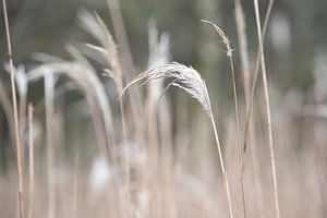 Prachtige grashalmen met lichte kleuren van AldaBB fotografie