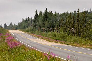 Wilgenroosje op de Alaska Highway van Roland Brack