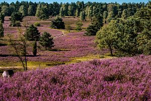 Lüneburger Heide von Kurt Krause