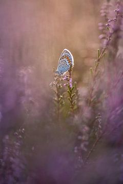 morning butterfly
