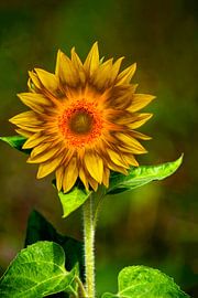 abstract sunflower by Photoart-Naegele