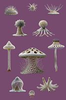 Ode an Haeckel 2