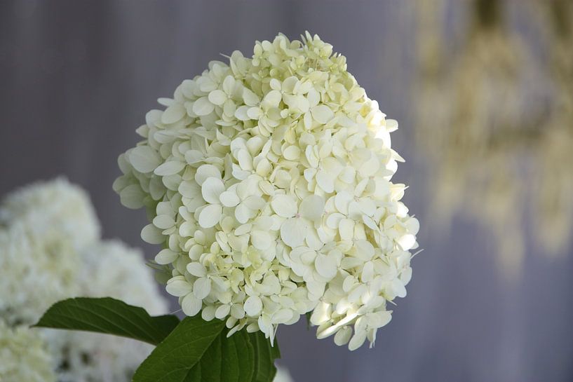 Hydrangea by Marianne van den Bogaerdt