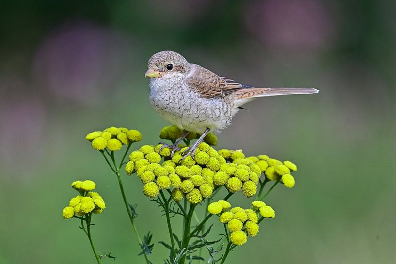 Jonge grauwe klauwier op viooltje van Bernhard Kaiser