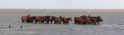 Paarden werden verrast door hoog water in de waddenzee