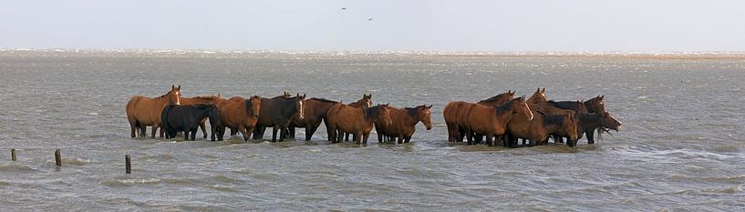 Horses surprised by high tide in wadden sea by Hans Hut