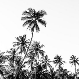 Palmiers en noir et blanc sur la côte près de Trincomalee au Sri Lanka sur Photolovers reisfotografie