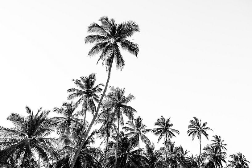 Palm trees in black and white on the coast near Trincomalee in Sri Lanka by Photolovers reisfotografie