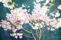 Sakura pink blue