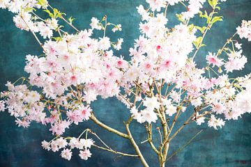 Sakura rosa-blau von Remke Spijkers