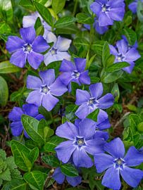 Lit à la pervenche pourpre sur Iris Holzer Richardson