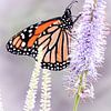 Monarch Butterfly van Mark Zanderink