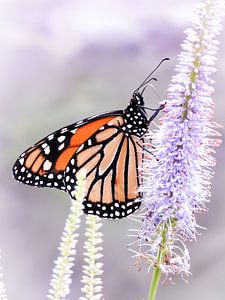 Monarch-Schmetterling von Mark Zanderink