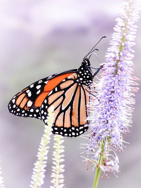 Papillon monarque par Mark Zanderink
