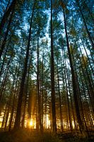 Morning light in the forest