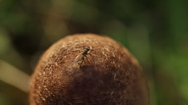 Silence serein dans la forêt d'automne sur Mootjes