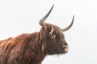 Schotse Hoogland rund tijdens de winter van Sjoerd van der Wal Fotografie thumbnail