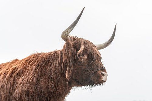 Schotse Hoogland rund tijdens de winter