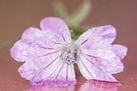 Roze bloem met stampers van Irene Lommers thumbnail