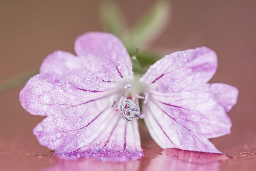 Roze bloem met stampers van Irene Lommers