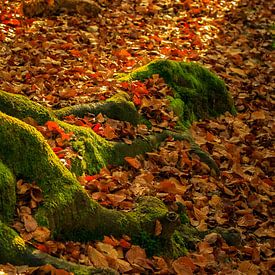 Moss covered tree roots basks in the early autumn sun von Patrick van Dijk