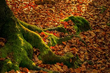 Moss covered tree roots basks in the early autumn sun