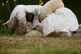 Cygne sur Bennie Eenkhoorn