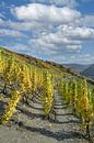 op de rode wijn wandelroute in de Ahr vallei van Peter Eckert thumbnail