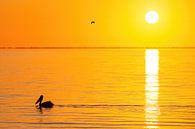 Pélican au lever du soleil en Australie par Thomas van der Willik Aperçu