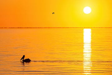 Pelikaan tijdens zonsopkomst in Australië van Thomas van der Willik
