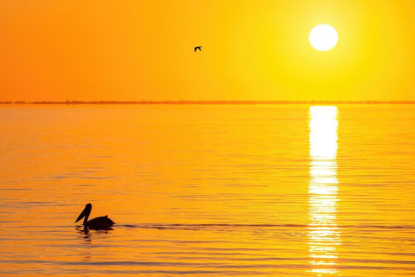 Pélican au lever du soleil en Australie par Thomas van der Willik