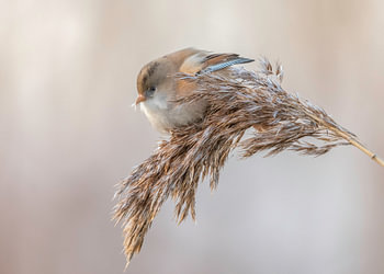 Baardmannetje winternamiddag