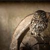Petite chouette sur une vieille roue de chariot - Nature's Wisdom sur KB Design & Photography (Karen Brouwer)