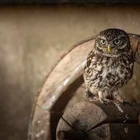 Steenuiltje op een Oud Wagenwiel – De Wijsheid van de Natuur van KB Design & Photography (Karen Brouwer)