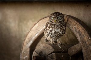 Petite chouette sur une vieille roue de chariot - Nature's Wisdom