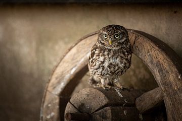 Steenuiltje op een Oud Wagenwiel – De Wijsheid van de Natuur van KB Design & Photography (Karen Brouwer)