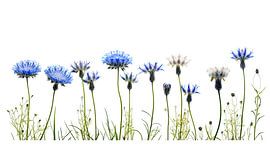 Row of cornflowers floral still life