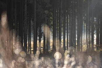 Forest Glow 1