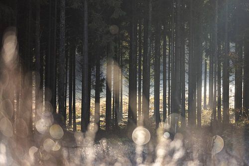 Lueur de la forêt 1