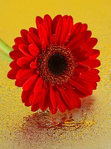Farbenpracht (Pop of Colour): Gelb und Rot