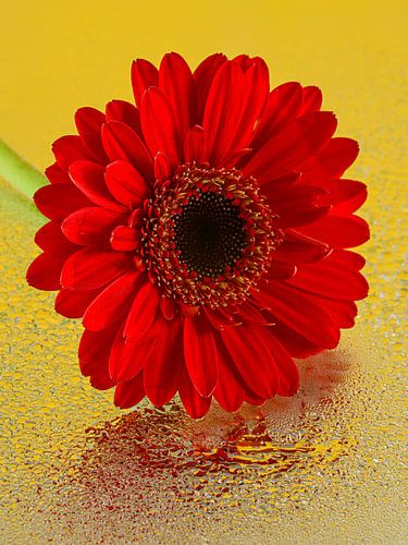 Pop of Colour: Geel en Rood