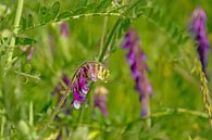 Hairy vetch flowers in a meado von Kristof Lauwers Miniaturansicht