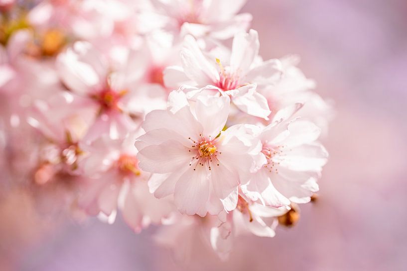 Pink blossom by Dafne Vos
