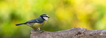 Pimpelmees (Blue Tit)