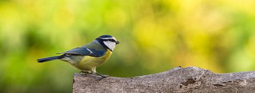 Pimpelmees (Blue Tit)