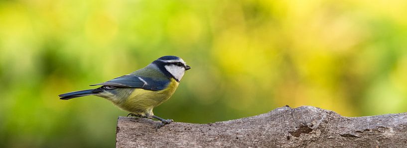Pimpelmees (Blue Tit) by Robert Schild