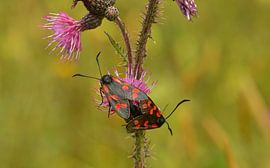De valse vijfvlek op een paarse distel van Layla Scheffer