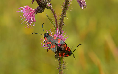 Der falsche Fünffleck auf einer Purpur-Distel