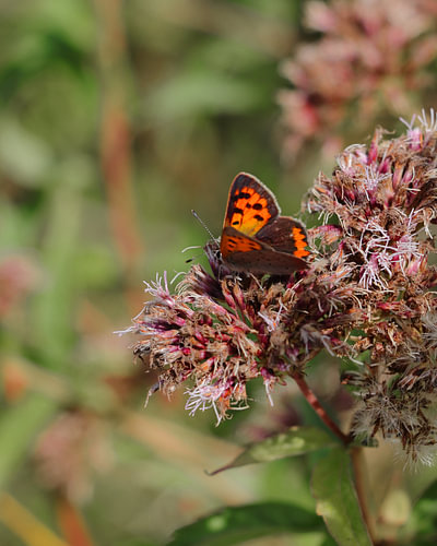 Butterfly on a flower. Small copper
