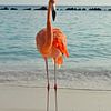 Flamingo sur Ron Steens